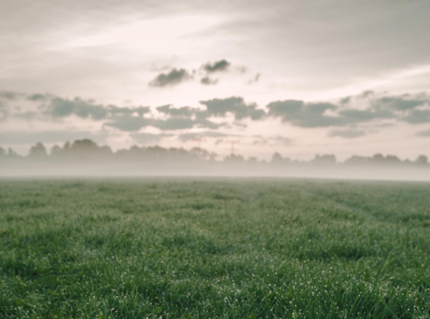 Dewy, grassy field in early morning.