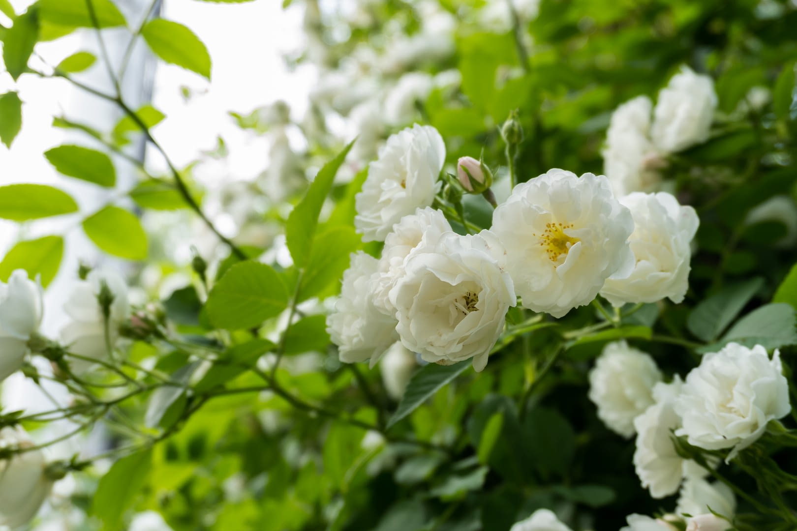 White Roses, beautiful flower heads on bush in the nature