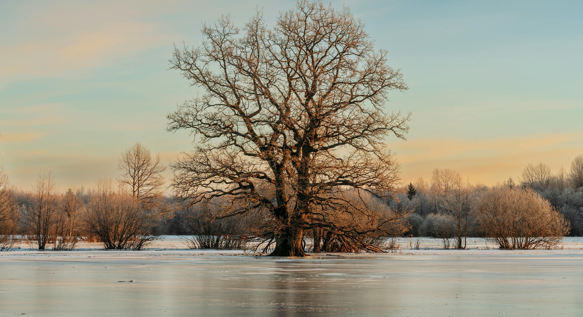 Barren singular tree surrounded by winter's ice.